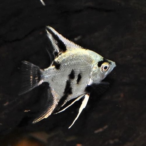 Pterophyllum scalare - Segelflosser white crystal panda